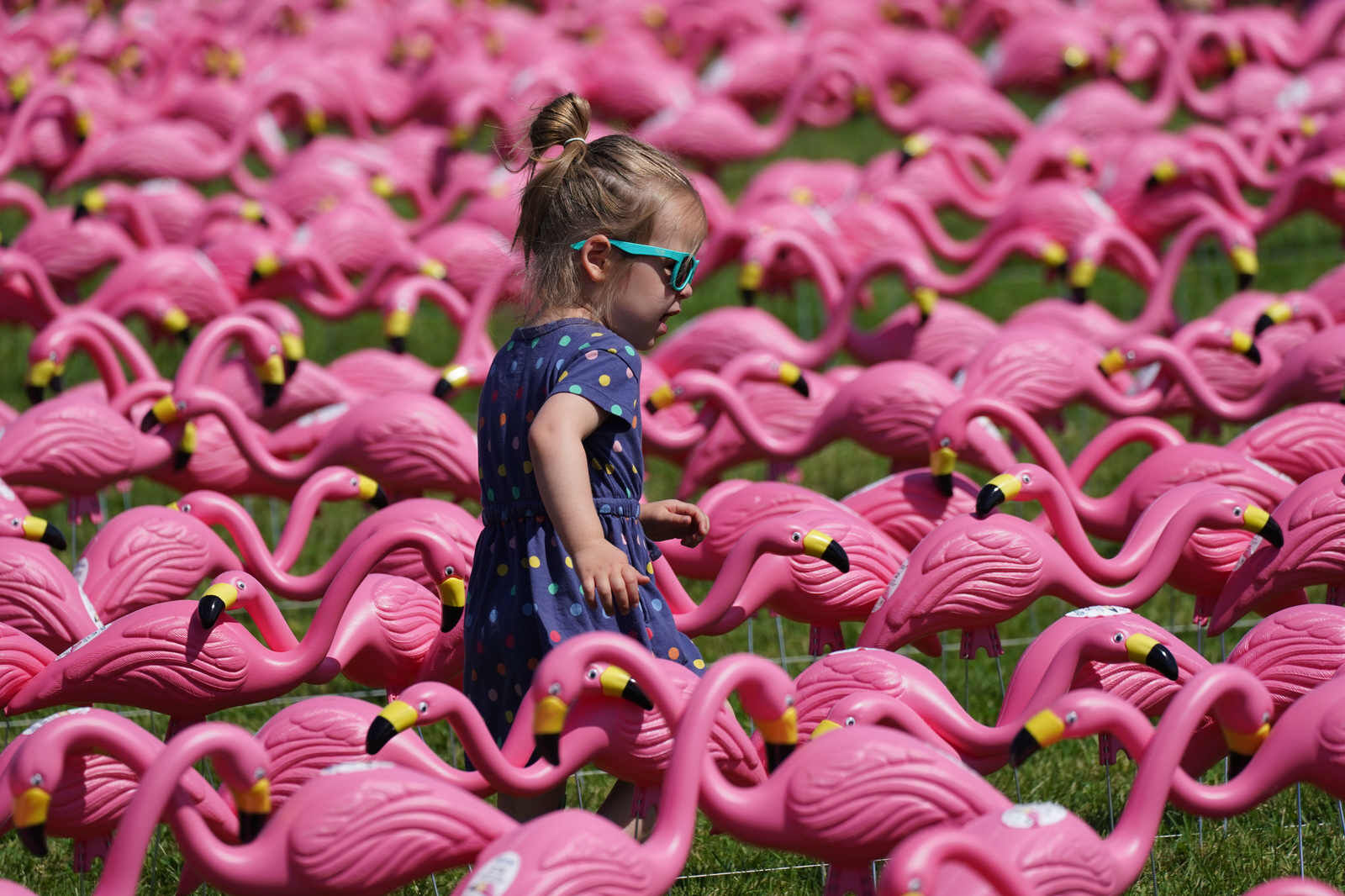 Frolicking in the flock